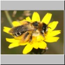 Dasypoda hirtipes - Hosenbiene w56b 12mm - Halen Waldgebiet TUEP det.jpg